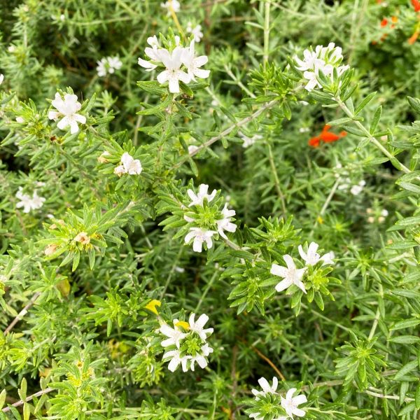 Westringea (Westringia Fruticosa)