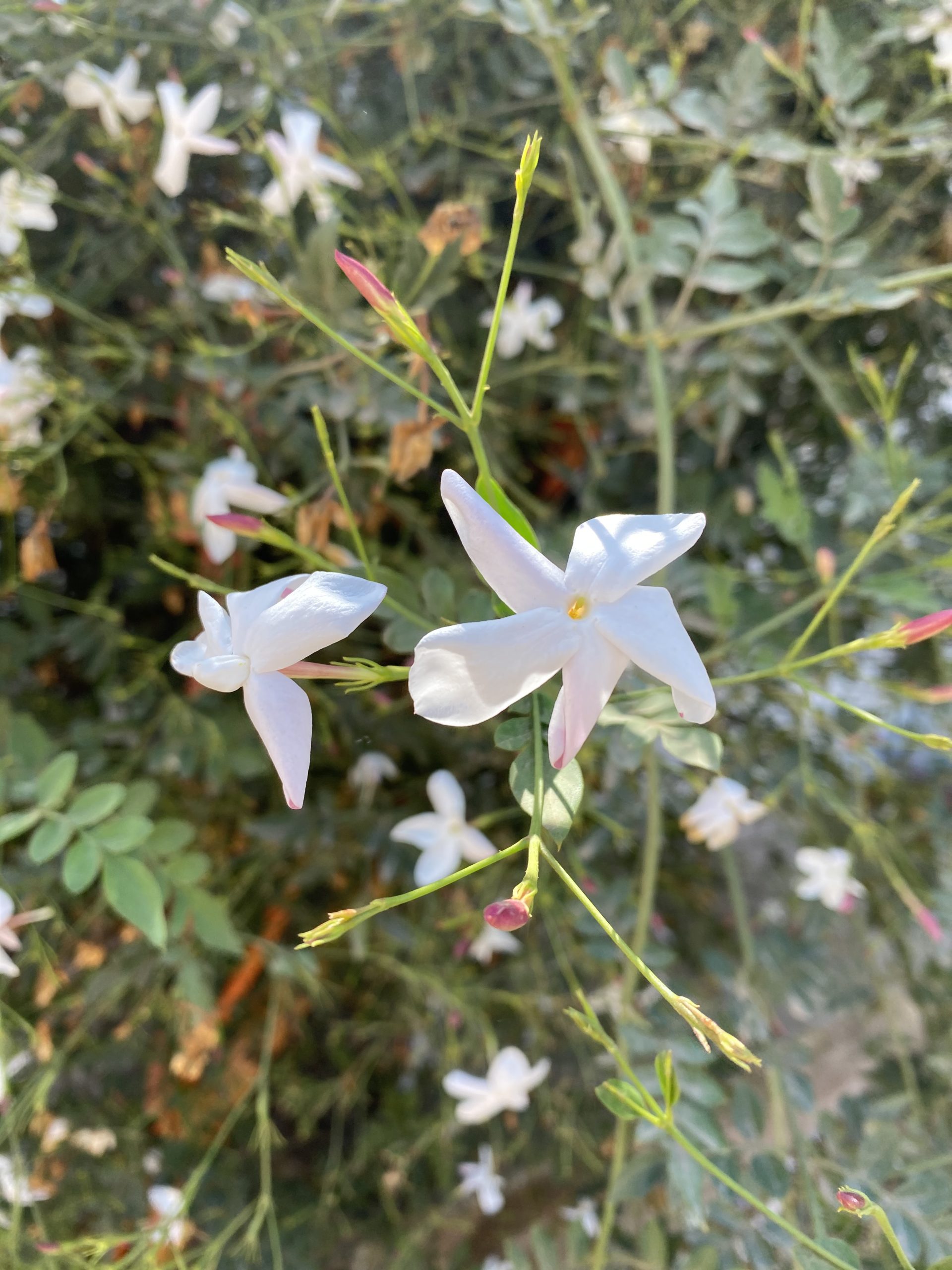 Jazmín de España (Jasminium Grandiflorum) – Loreto Montenegro