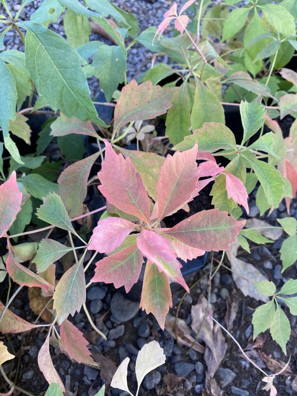 Ampelopsis (Parthenocissus Quinquefolia)