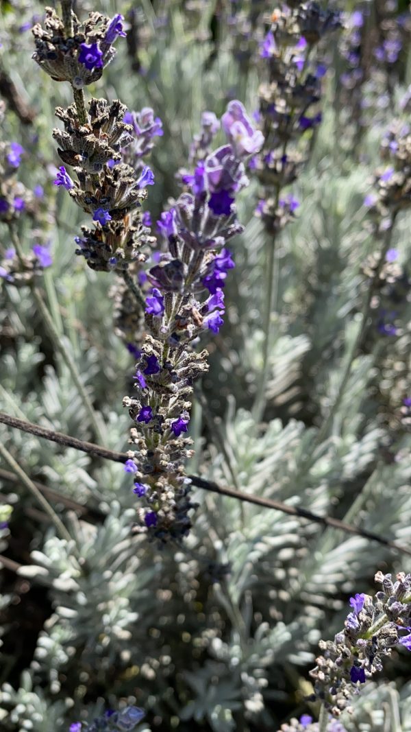 Lavanda Inglesa (Lavandula Angustifolia)