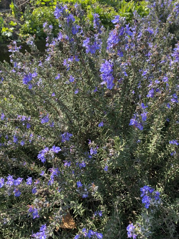 Romero Rastrero (Rosmarinus officinalis ‘Prostratus”)