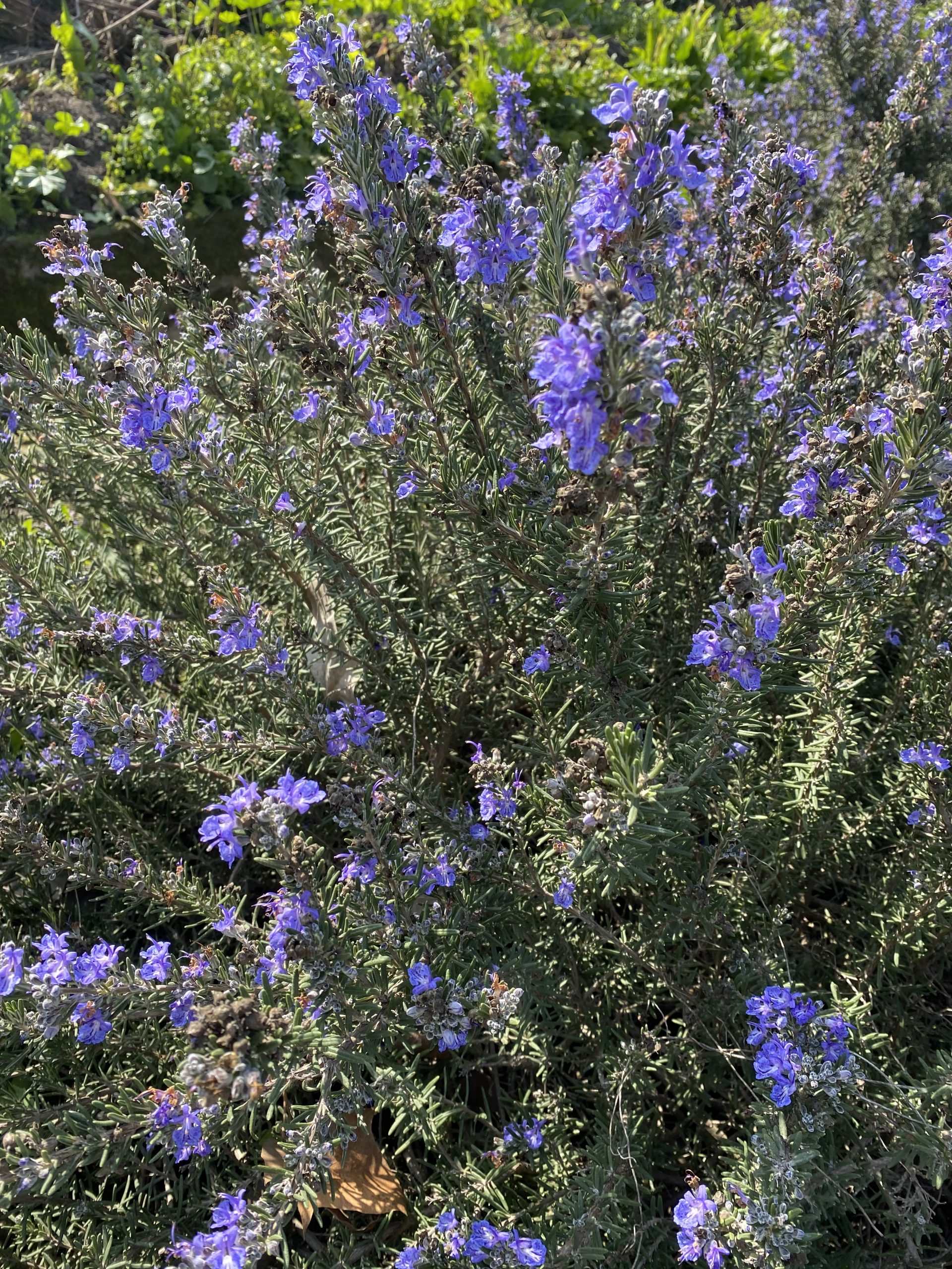 Romero Rastrero Rosmarinus Officinalis ‘prostratus” Loreto Montenegro