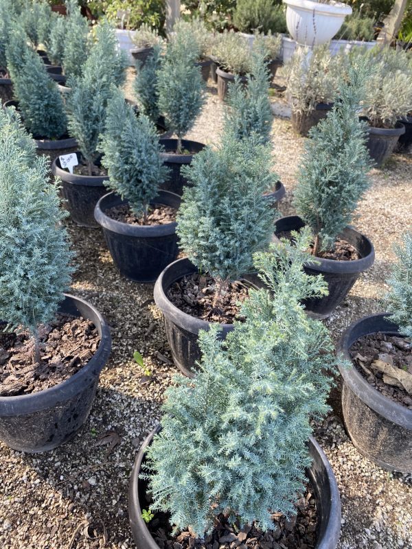 Pino Chamaecyparis (Chamaecyparis Lawsoniana “Ellwoodii”)