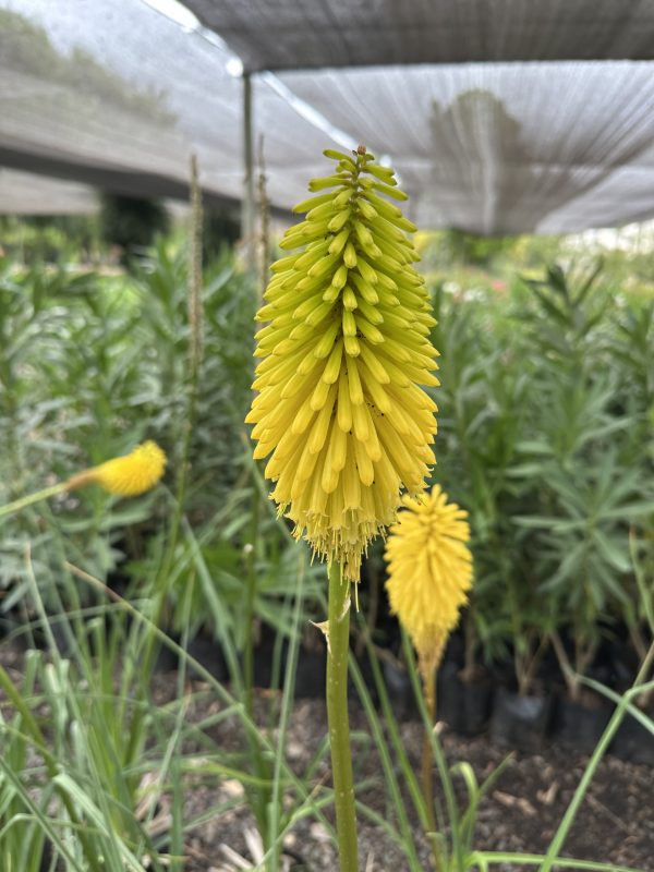 Tritoma (Kniphofia)