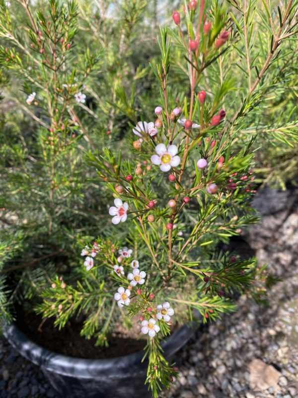 Wax Flowers (Chamelaucium Uncinatum)