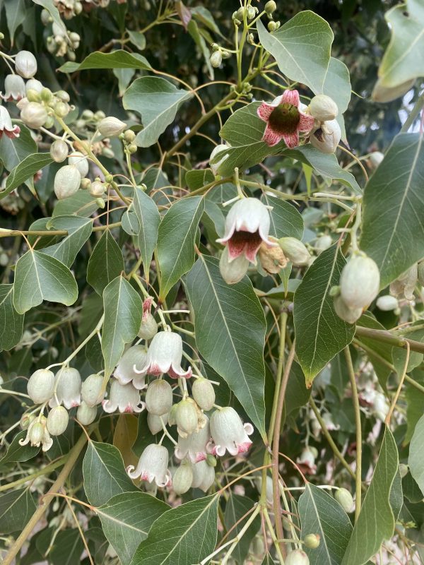 Brachichito (Brachychiton)