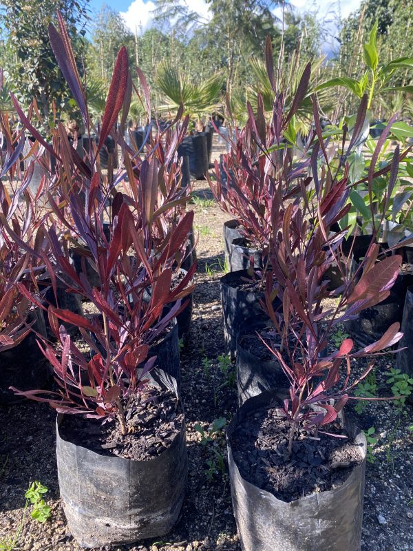 Stenocarpus  (Dodonaea viscosa Purpurea)