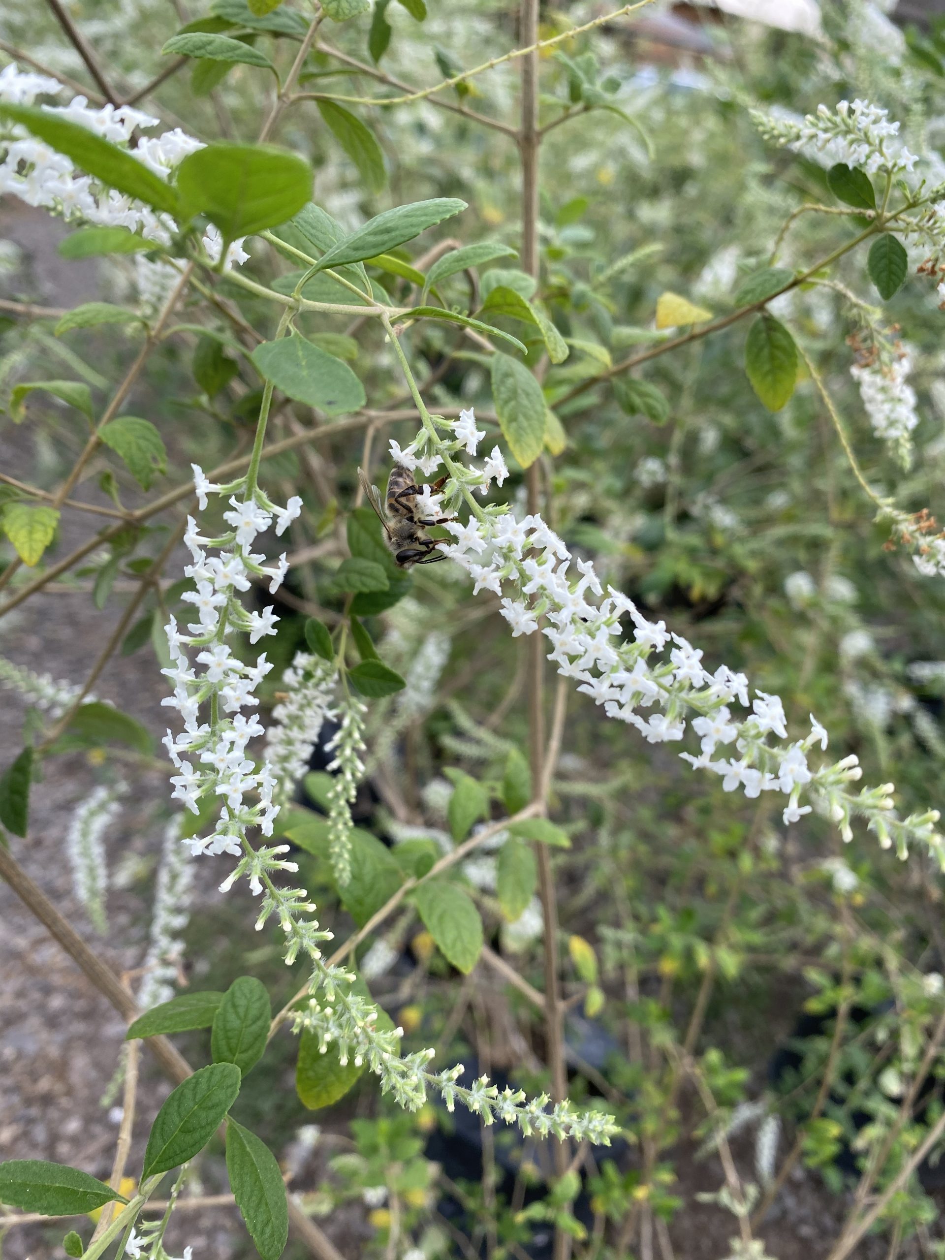 Ilan Ilan (Aloysia Looserii) – Loreto Montenegro