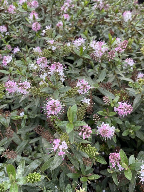 Verónica Salicifolia (Hebe Buxifolia)