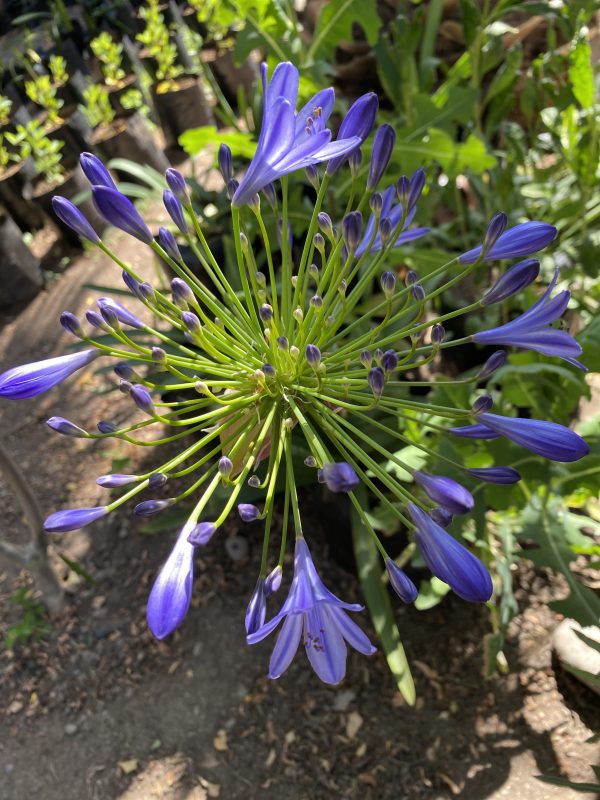Agapanto (Agapanthus Africanus)