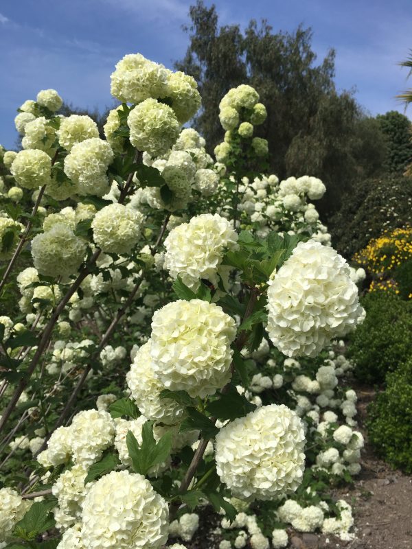 Copo de Nieve (Viburnum Opulus)