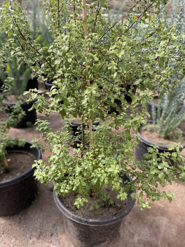 Pitosporo Nigricans (Pittosporum Tenuifolium)