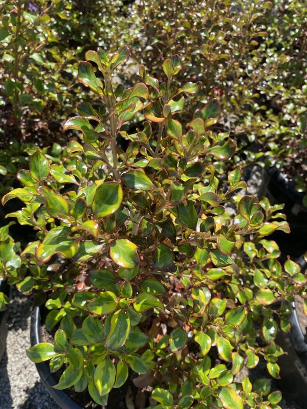 Coprosma Tequila Sunrise (Coprosma Repens)