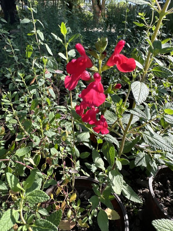 Salvia Microphylla