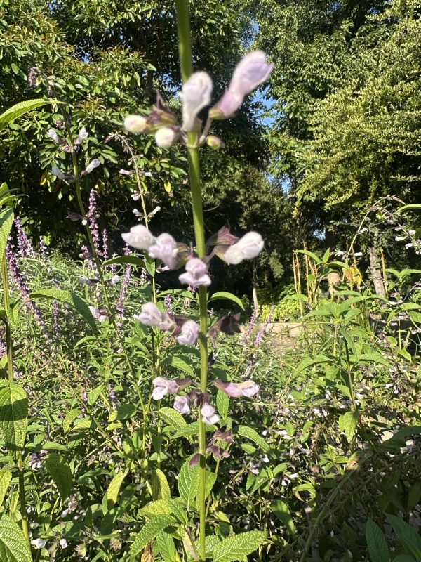 Salvia Waverly