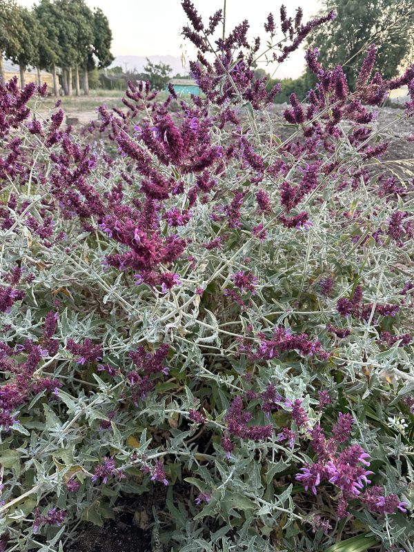 Salvia Canariensis