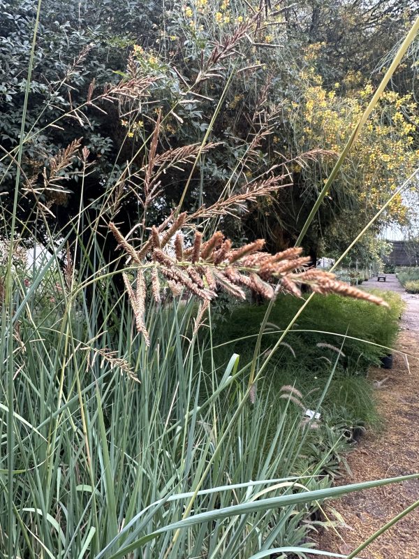 Paspalum (Paspalum Haumanii)