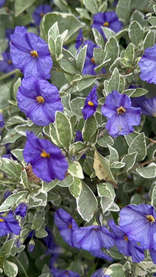 Solanum Rantonetti Variegado